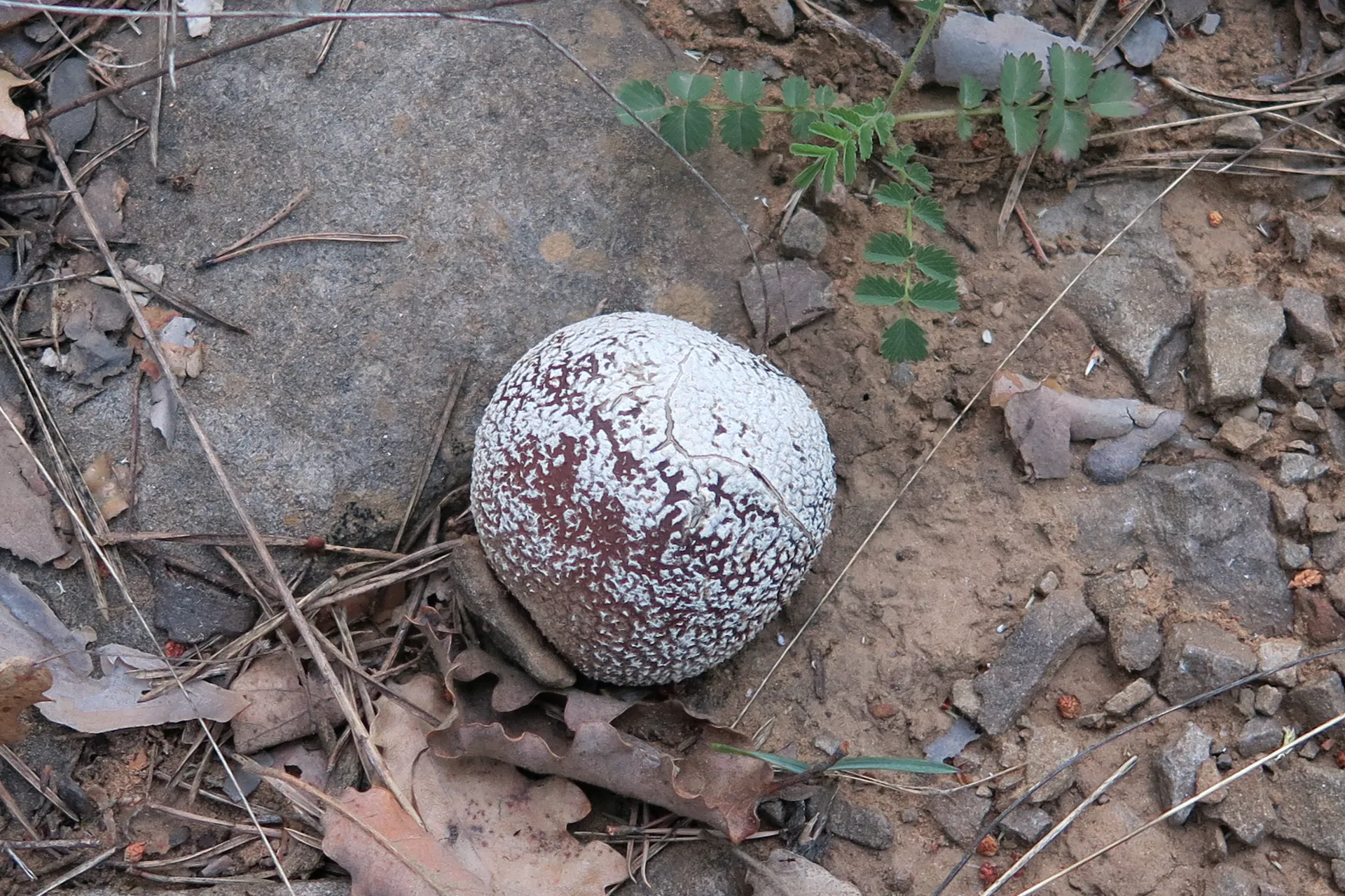 Lycoperdon mammiforme - 1